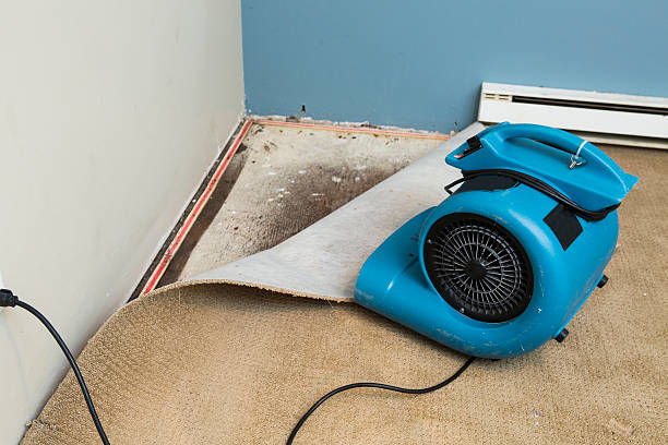 Best Dehumidification and Moisture Control in Oelwein, IA